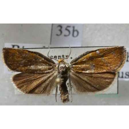 Ptycholoma lecheana (Linnaeus, 1758) Czech35b